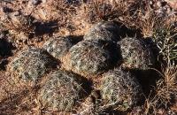 Coryphantha_cornifera_GM_719.1.jpg