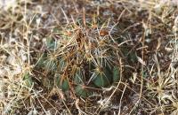 Coryphantha_cornifera_GM_761.jpg