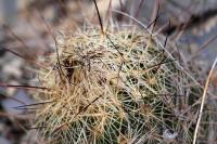 Coryphantha_delaetiana_GM_1230.2.jpg
