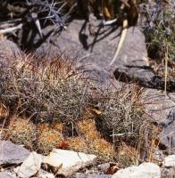 Coryphantha_delaetiana_GM_693.jpg