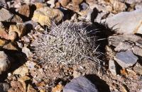 Coryphantha_delaetiana_GM_699.jpg