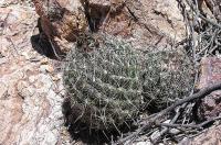 Coryphantha_delaetiana_GM_990.4.jpg