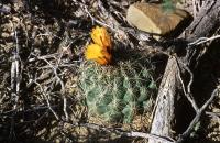 Coryphantha_delaetiana_gladiispina_GM_608.jpg