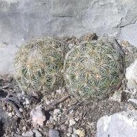Coryphantha_delicata_GM_1008.6.jpg