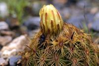 Coryphantha_delicata_GM_1345.9.jpg