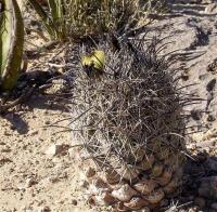 Coryphantha_difficilis_GM_1086.jpg