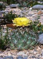 Coryphantha_difficilis_GM_605.jpg