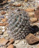 Coryphantha_difficilis_GM_613.jpg