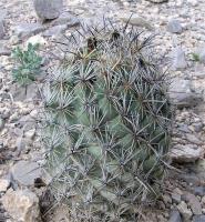 Coryphantha_difficilis_GM_875.jpg
