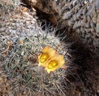 Coryphantha_durangensis_GM_1233.jpg