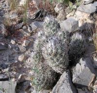 Coryphantha_durangensis_GM_883.jpg