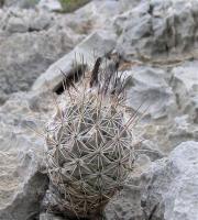 Coryphantha_durangensis_GM_900.jpg