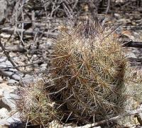 Coryphantha_durangensis_ssp._cuencamensis_GM_1083.2.jpg