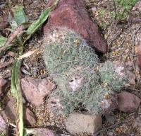 Coryphantha_durangensis_ssp._cuencamensis_GM_914.jpg