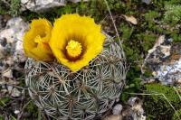 Coryphantha_echinoidea_GM_1361.4.jpg