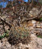 Coryphantha_echinoidea_GM_746.jpg