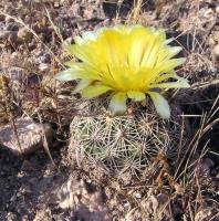 Coryphantha_echinoidea_GM_952.jpg