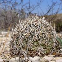 Coryphantha_echinus_GM_1075.6.jpg