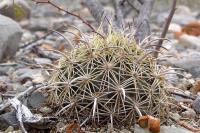 Coryphantha_echinus_GM_1082.10.jpg