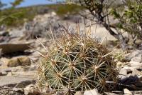 Coryphantha_echinus_GM_1082.5.jpg