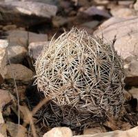 Coryphantha_echinus_GM_1233.38.jpg
