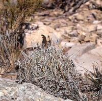 Coryphantha_echinus_GM_1234.jpg