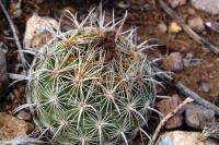 Coryphantha_echinus_GM_1332.8.jpg