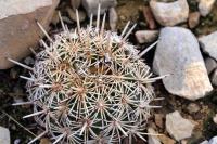 Coryphantha_echinus_GM_1334.21.jpg