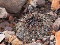 Coryphantha_echinus_GM_1636.jpg