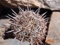 Coryphantha_echinus_GM_1645.4.jpg