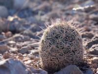 Coryphantha_echinus_GM_1646.5.jpg