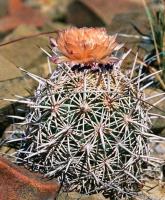 Coryphantha_echinus_GM_671.jpg
