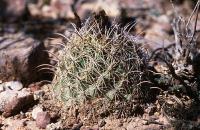 Coryphantha_echinus_GM_676.jpg