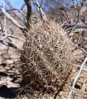 Coryphantha_echinus_GM_684.jpg