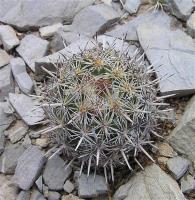 Coryphantha_echinus_GM_994.jpg