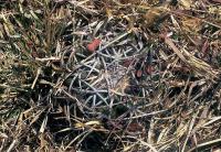 Coryphantha_elephantidens_GM_541.jpg