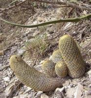 Coryphantha_erecta_GM_1106.1.jpg