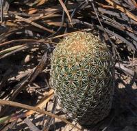 Coryphantha_erecta_GM_1258.20.jpg