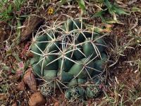 Coryphantha_garresii_GM_1215.jpg