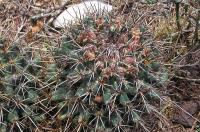 Coryphantha_georgii_GM_1030.jpg