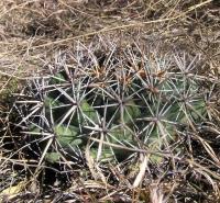 Coryphantha_geurkeana_GM_937.jpg