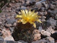 Coryphantha_glanduligera_GM_1517.3.jpg
