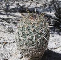 Coryphantha_glanduligera_GM_215.jpg