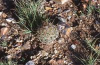 Coryphantha_glanduligera_GM_590.jpg