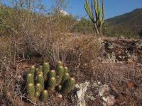 Coryphantha_glassii_GM_1539.3.jpg