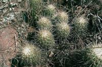 Coryphantha_glassii_GM_550.jpg