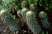 Coryphantha_glassii_GM_575.jpg