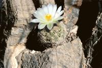 Coryphantha_gracilis_GM_691.jpg