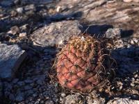 Coryphantha_grandis_GM_1488.5.jpg
