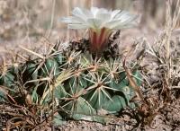 Coryphantha_guerkeana_GM_706.jpg